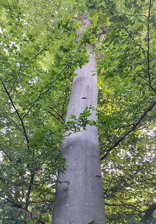 photo arbre presta 1