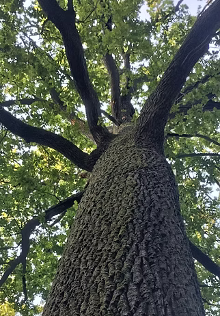 photo arbre presta 2